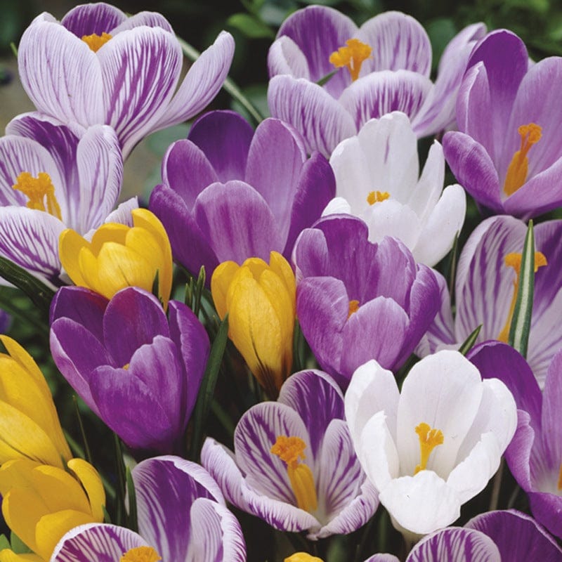 dt-brown FLOWER BULBS Crocus Large Flowered Bulbs