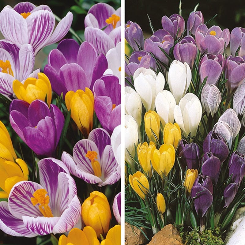 dt-brown FLOWER BULBS Crocus Mixed Bulbs