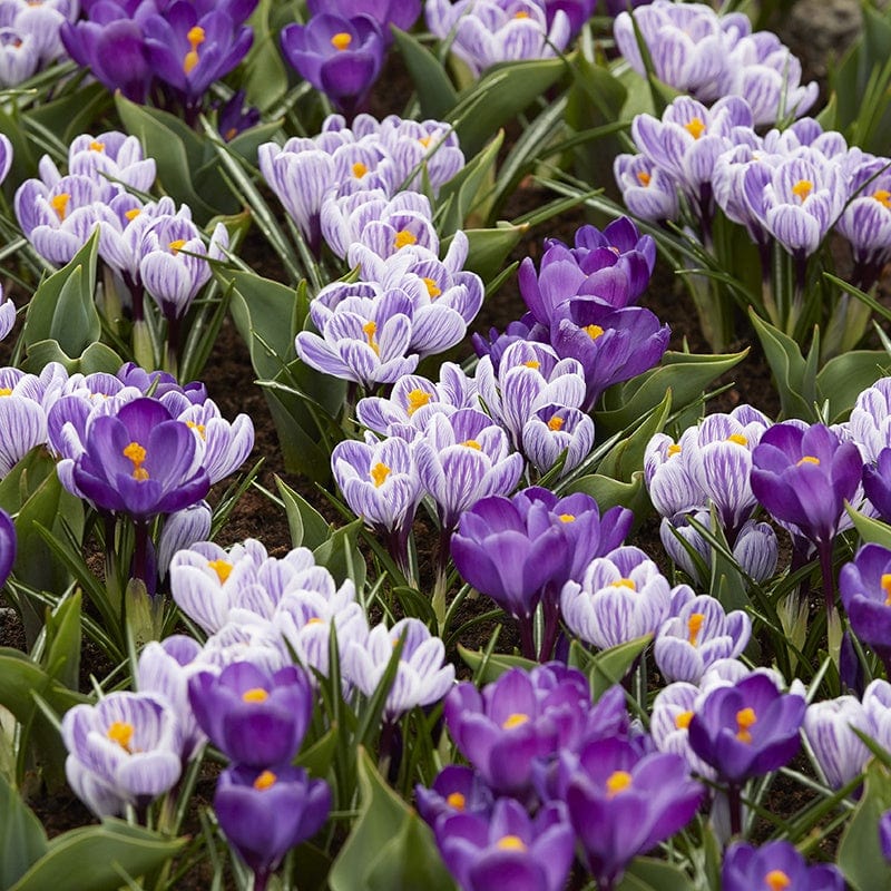 dt-brown FLOWER BULBS Crocus Cool Blues Mixed Bulbs