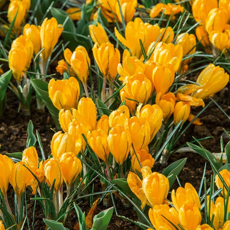 dt-brown FLOWER BULBS Crocus Yellow Flower Bulbs