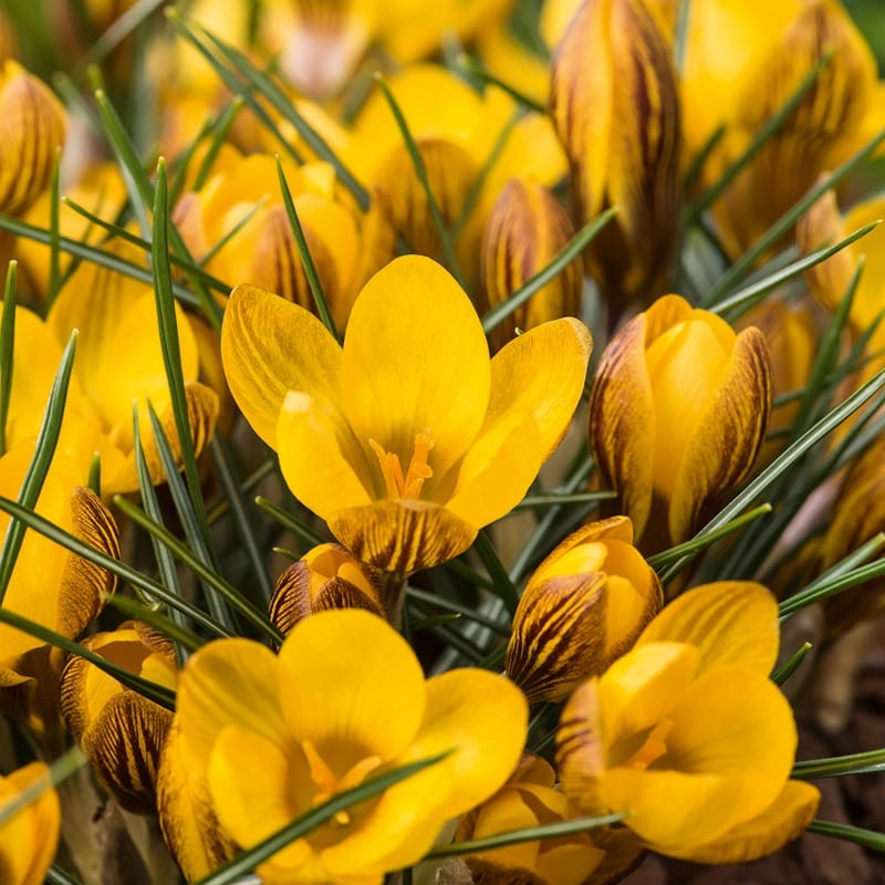 dt-brown FLOWER BULBS Crocus Yellow Flower Bulbs