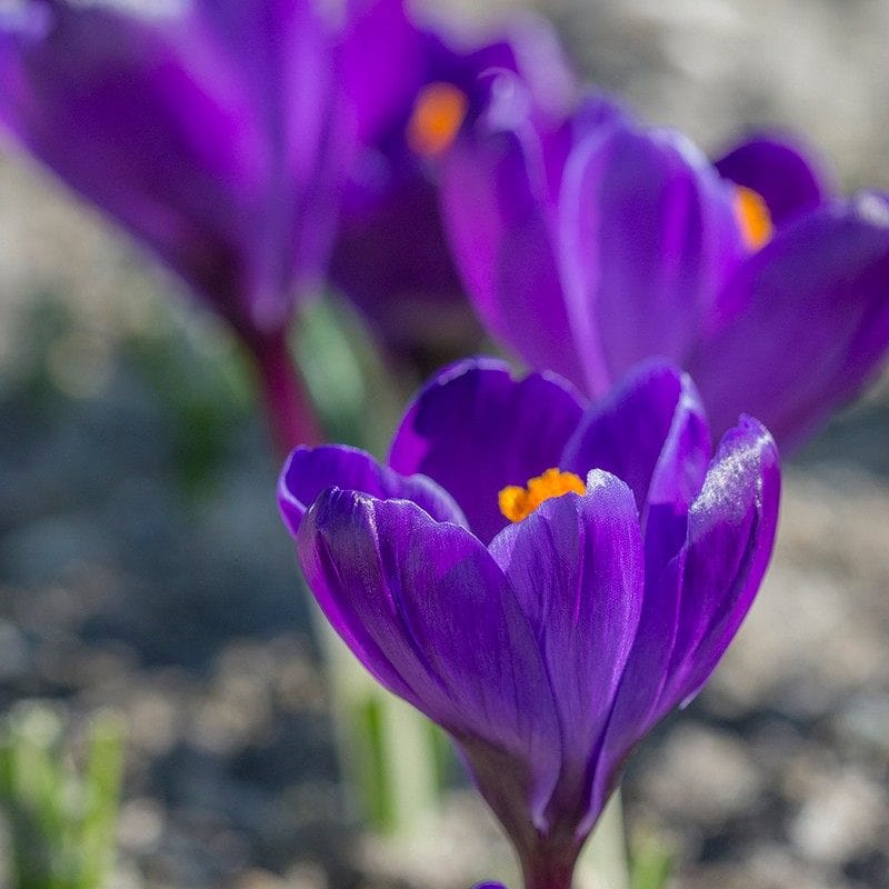 dt-brown FLOWER BULBS Crocus Purple Bulbs