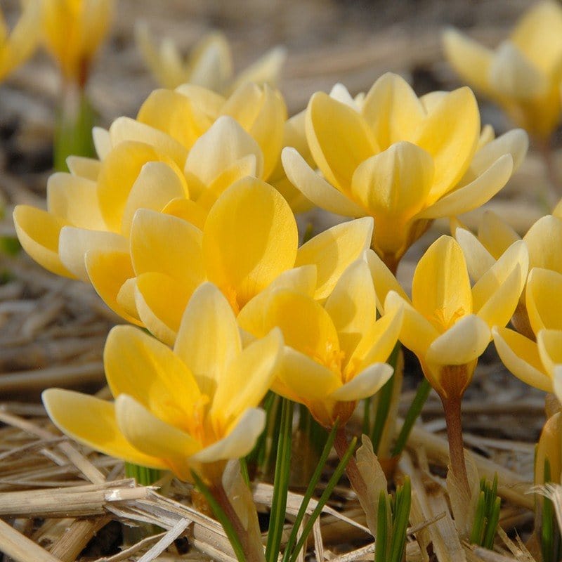 dt-brown FLOWER BULBS Crocus chrysanthus Romance Bulbs