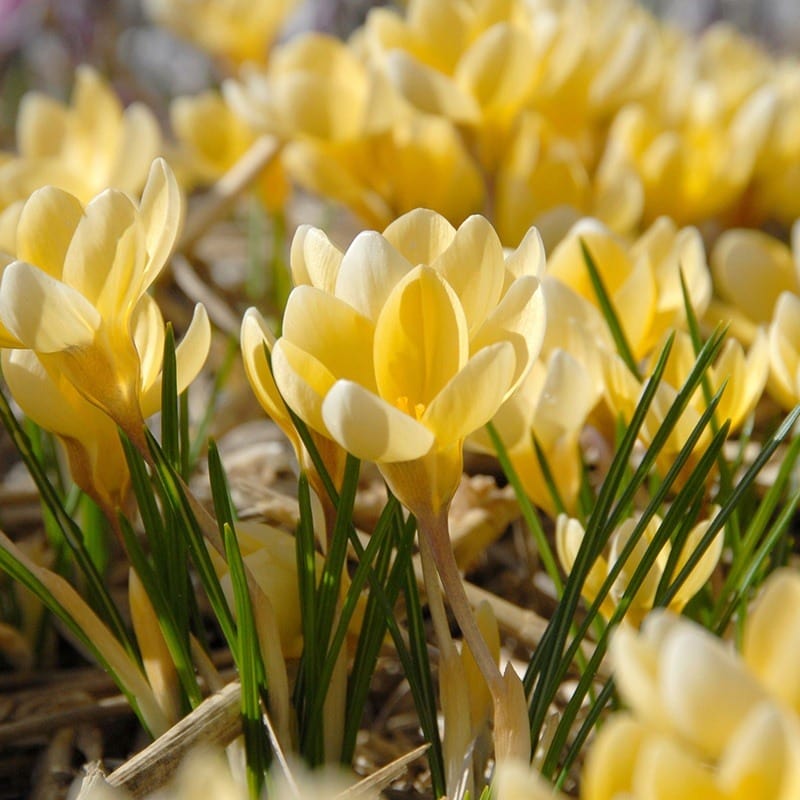 dt-brown FLOWER BULBS Crocus chrysanthus Romance Bulbs