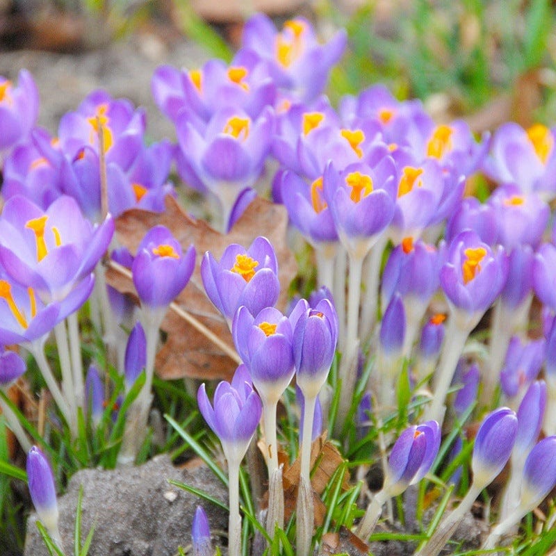 dt-brown FLOWER BULBS Crocus chrysanthus Barr's Purple Bulbs