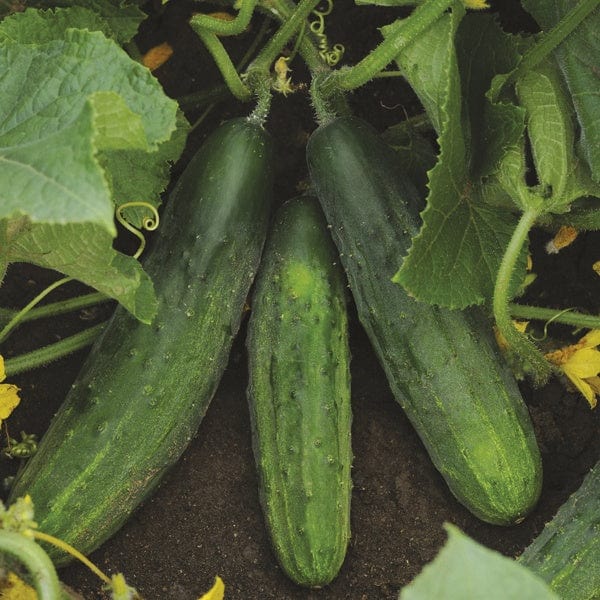 dt-brown VEGETABLE PLANTS Cucumber Patio Snacker F1 9cm Plants