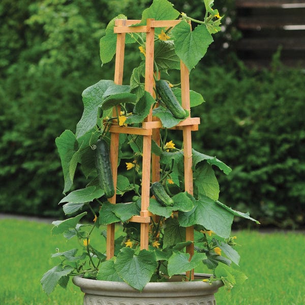 dt-brown VEGETABLE PLANTS 3 x 9cm Potted Plants (LATE) Cucumber Patio Snacker F1 9cm Plants