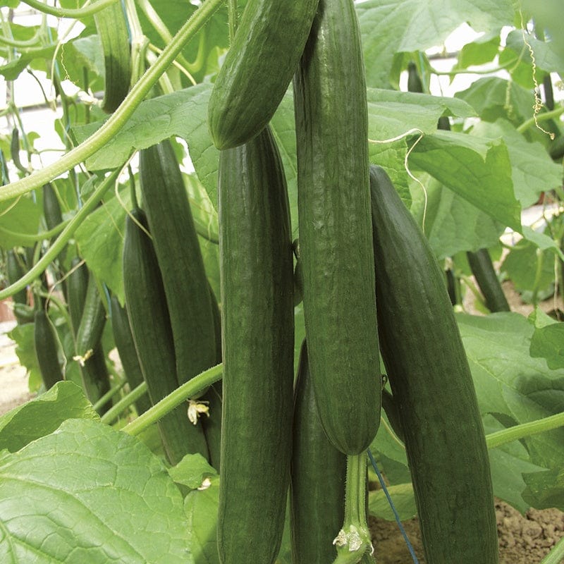 dt-brown VEGETABLE PLANTS Cucumber Bella F1 Grafted Plants