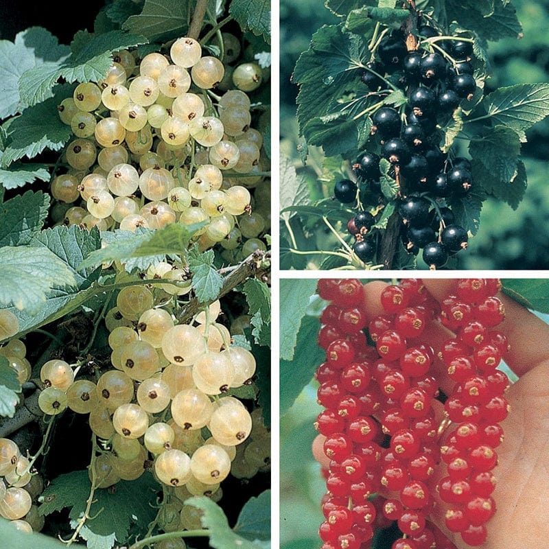 dt-brown FRUIT Currant Fruit Plant Collection