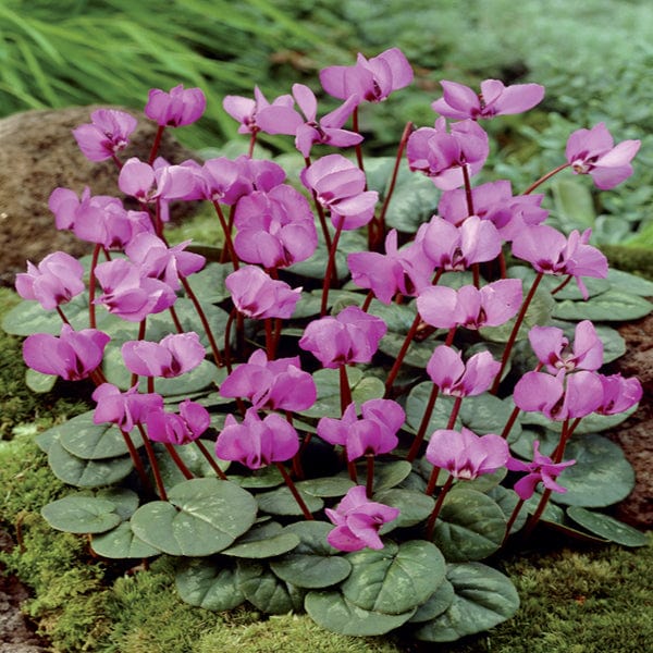 dt-brown FLOWER BULBS Cyclamen coum Flower Bulbs