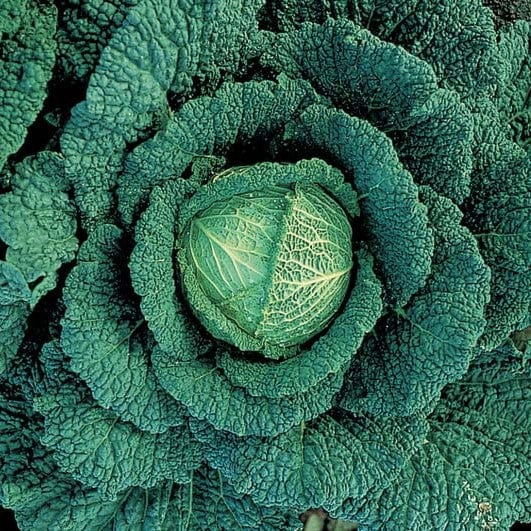 dt-brown VEGETABLE SEEDS Cabbage Vertus Seeds