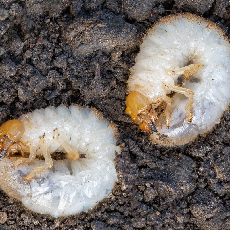 dt-brown HARDWARE NemaKnights™ Nematodes All Purpose Biological Chafer Grub and Vine Weevil Control