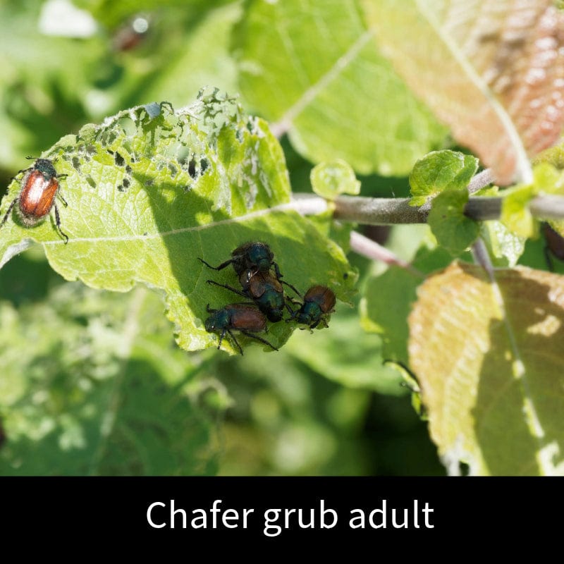 dt-brown HARDWARE Chafer Grub Control Nematodes 100sq.m.