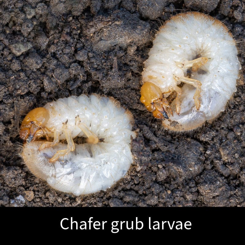 dt-brown HARDWARE Chafer Grub Control Nematodes 100sq.m.