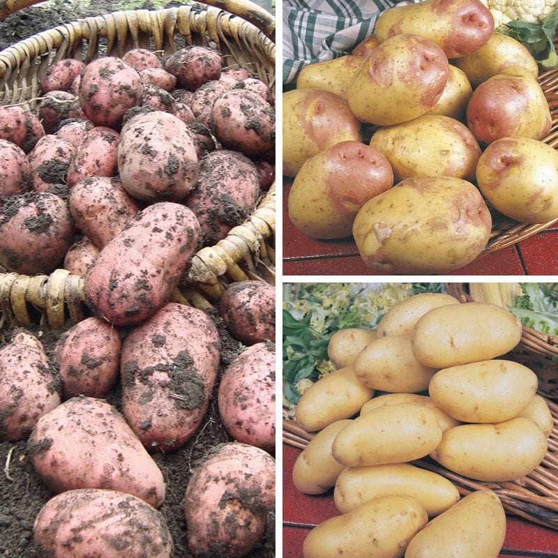 dt-brown SEED POTATOES Chef's Culinary Potato Collection