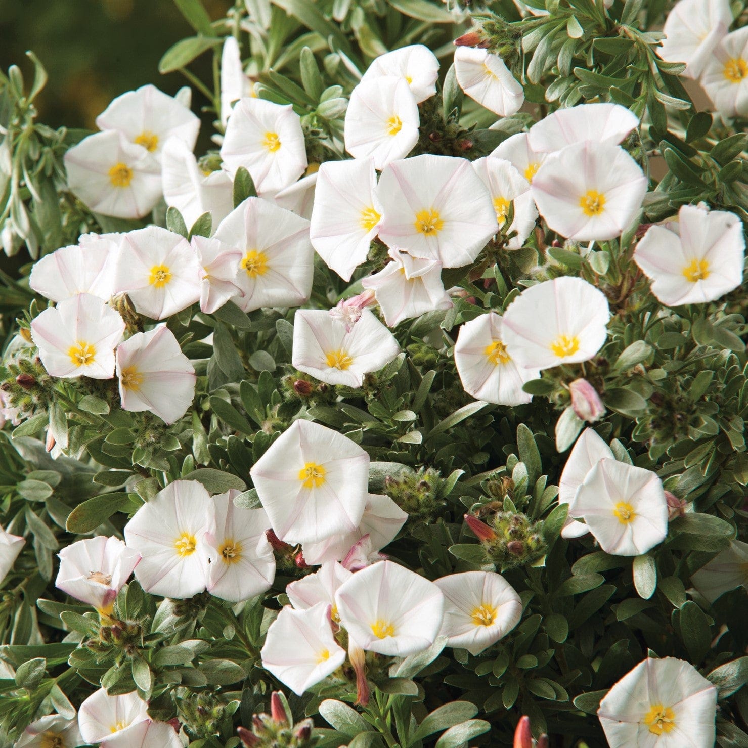 dt-brown FLOWER PLANTS Convolvulus cneorum