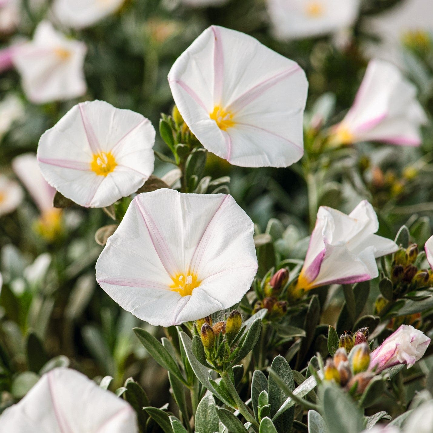 dt-brown FLOWER PLANTS 2 x 3 Litre Potted Plant Convolvulus cneorum