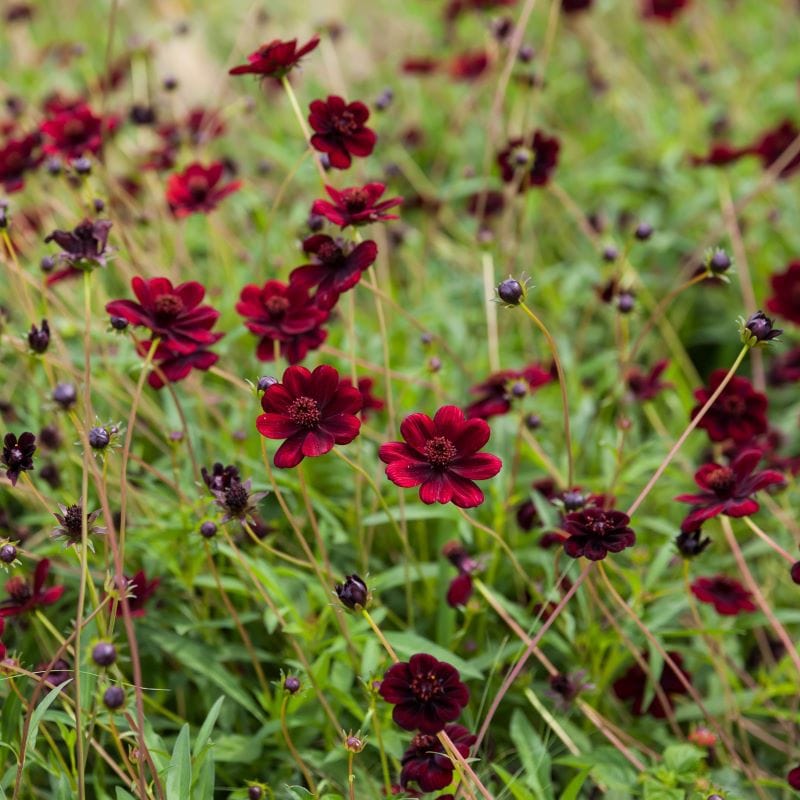 dt-brown FLOWER PLANTS Cosmos Chocamocha Flower Plants