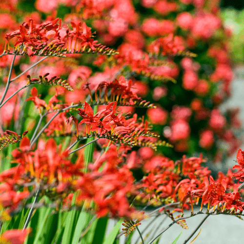 dt-brown FLOWER PLANTS Crocosmia Lucifer Potted Flower Plant