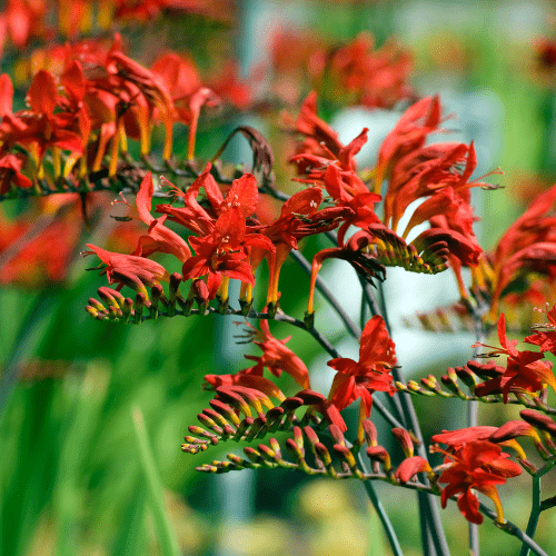 dt-brown FLOWER PLANTS Crocosmia Lucifer Potted Flower Plant