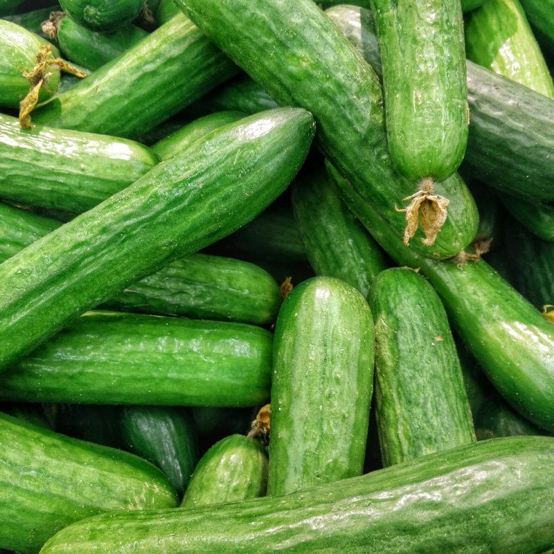 Cucumber Seeds