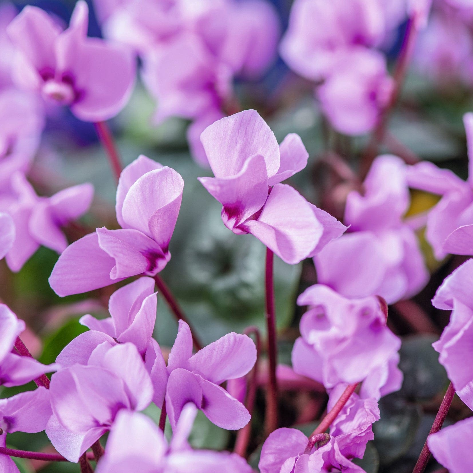 dt-brown FLOWER PLANTS 1 x 9cm potted plant Cyclamen Cyberia Pink Plants