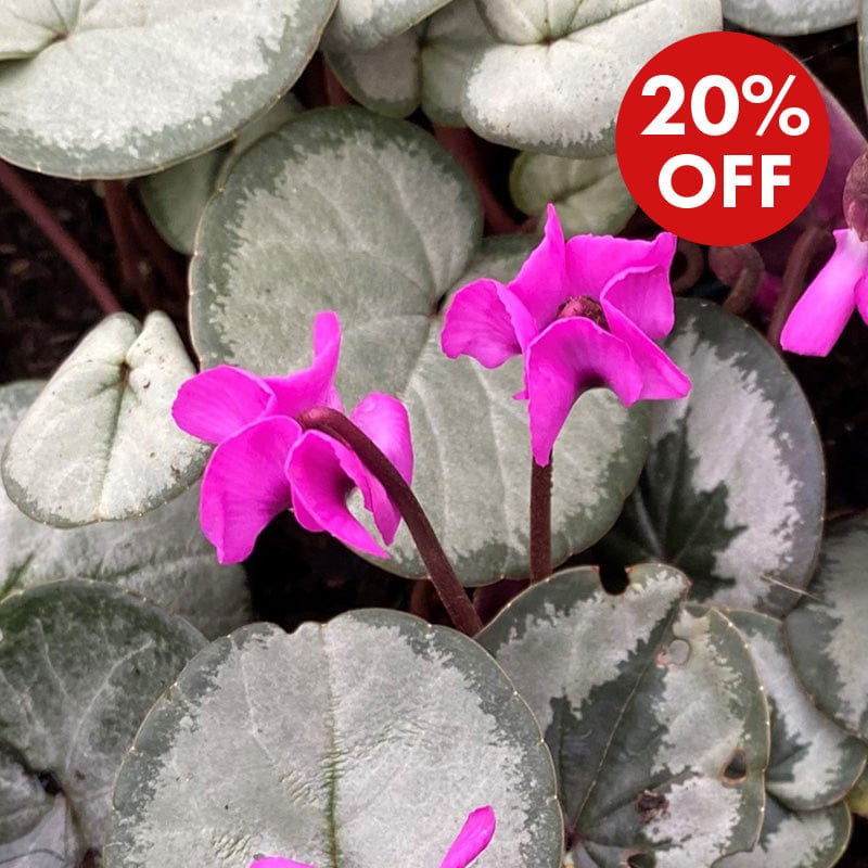 dt-brown FLOWER PLANTS 1 x 9cm potted plant Cyclamen Cyberia Rose Silver Plants