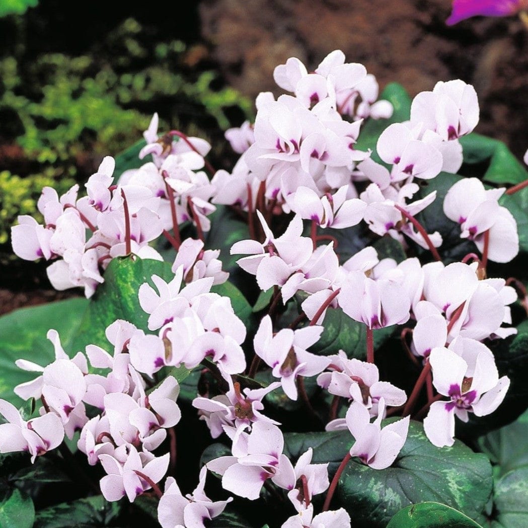 dt-brown FLOWER PLANTS Cyclamen Cyberia White Plants