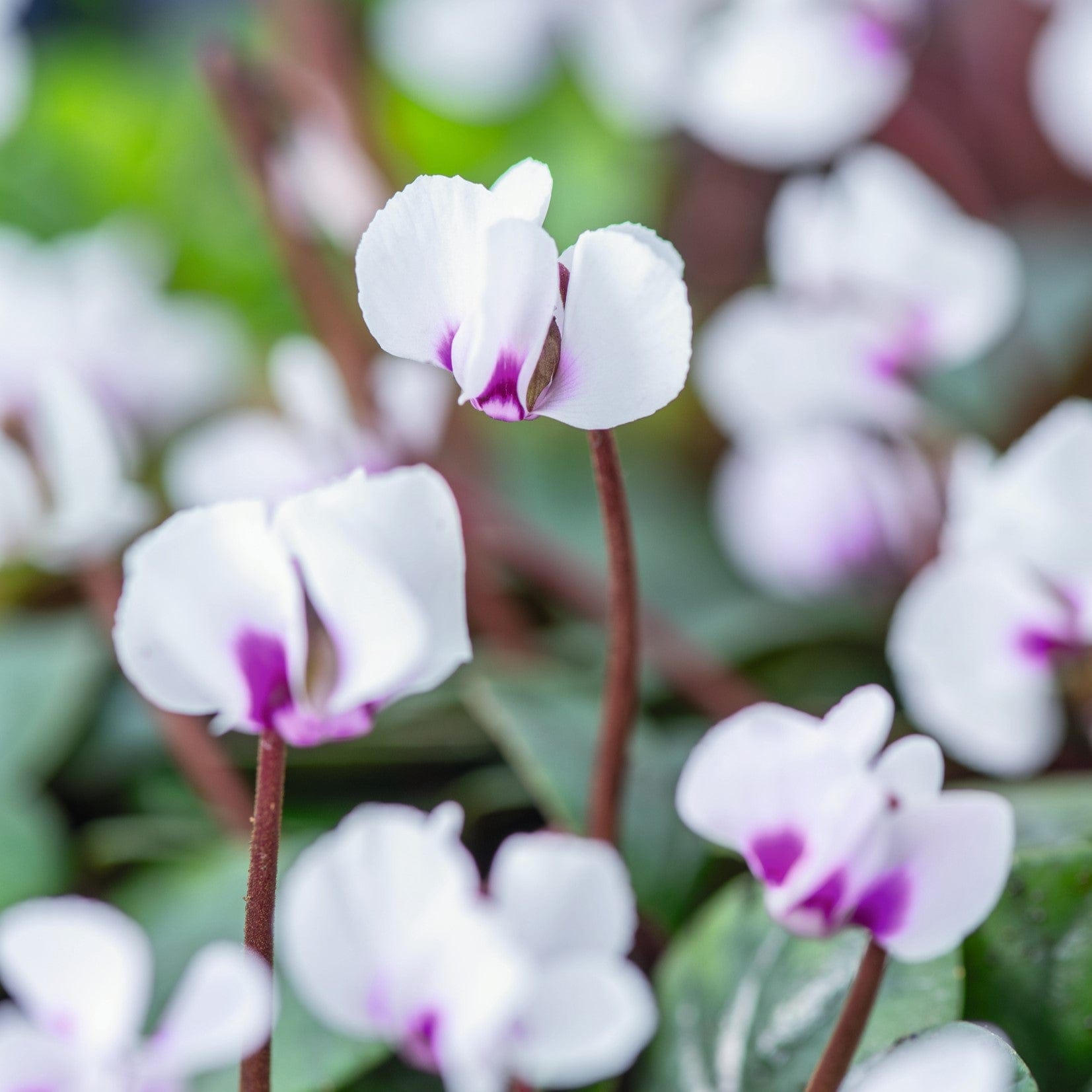 dt-brown FLOWER PLANTS 1 x 9cm potted plant Cyclamen Cyberia White Plants