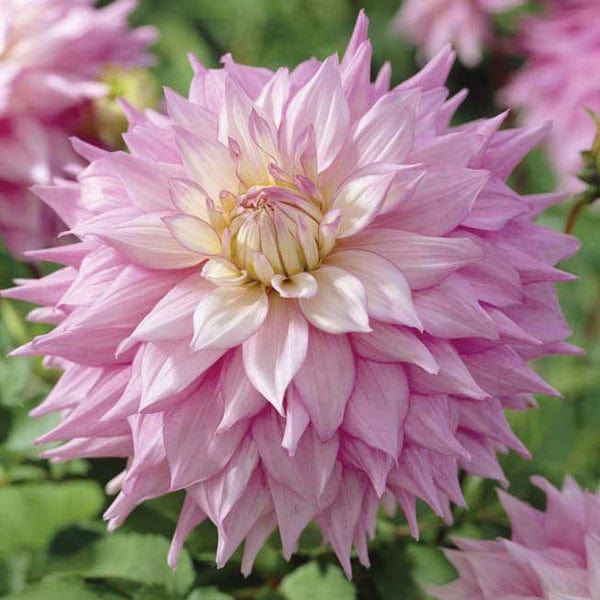 dt-brown FLOWER BULBS Dahlia Sir Alf Ramsey Flower Tubers