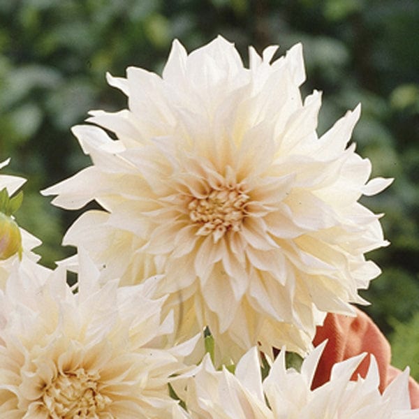 dt-brown FLOWER PLANTS Dahlia Café au Lait 3ltr Potted Plant