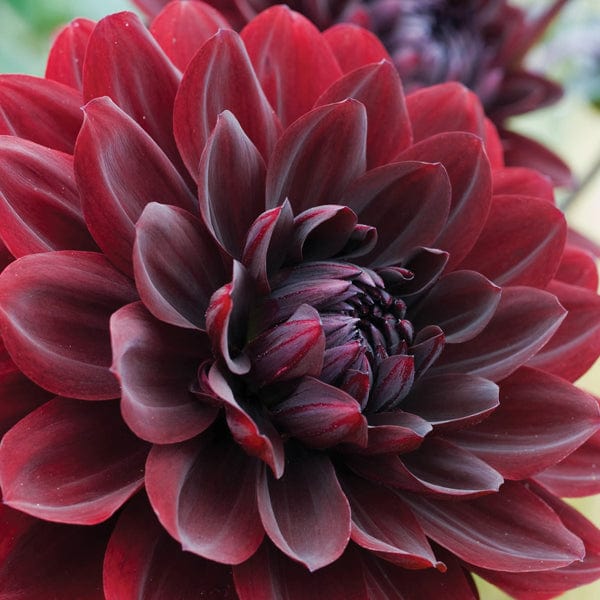 dt-brown FLOWER BULBS Dahlia Arabian Night Flower Tubers