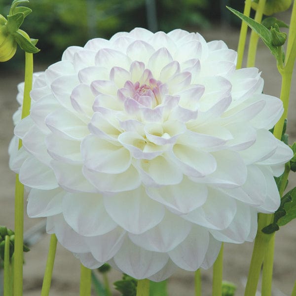 dt-brown FLOWER BULBS Dahlia Lucky Dip