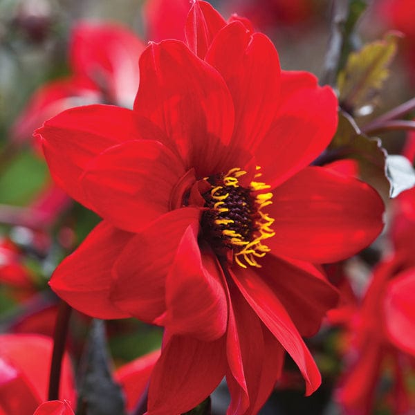 dt-brown FLOWER PLANTS Dahlia Bishop Of Llandaff AGM Potted Plant