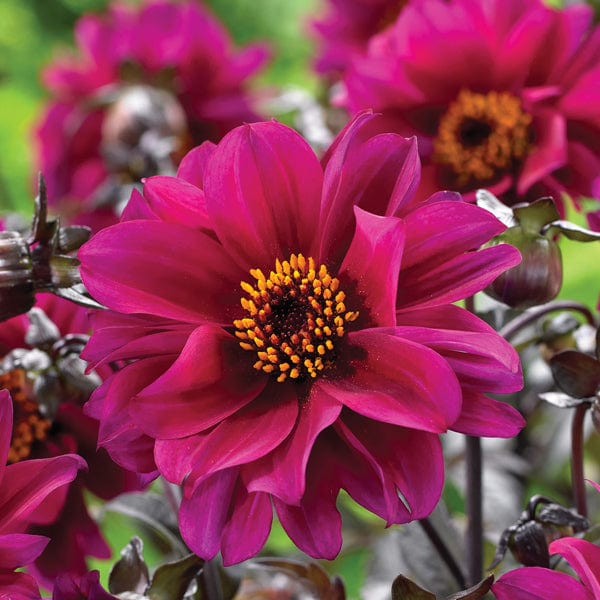 dt-brown FLOWER BULBS Dahlia Bishop of Canterbury Flower Tubers