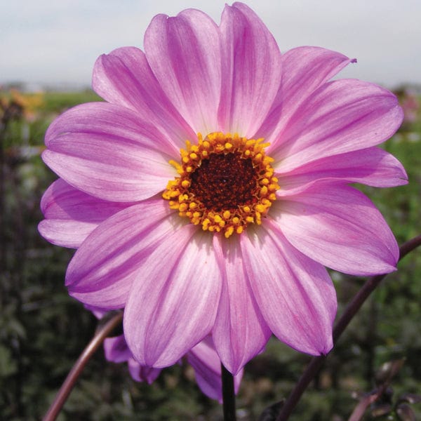 dt-brown FLOWER BULBS Dahlia Bishop Of Leicester Flower Tubers