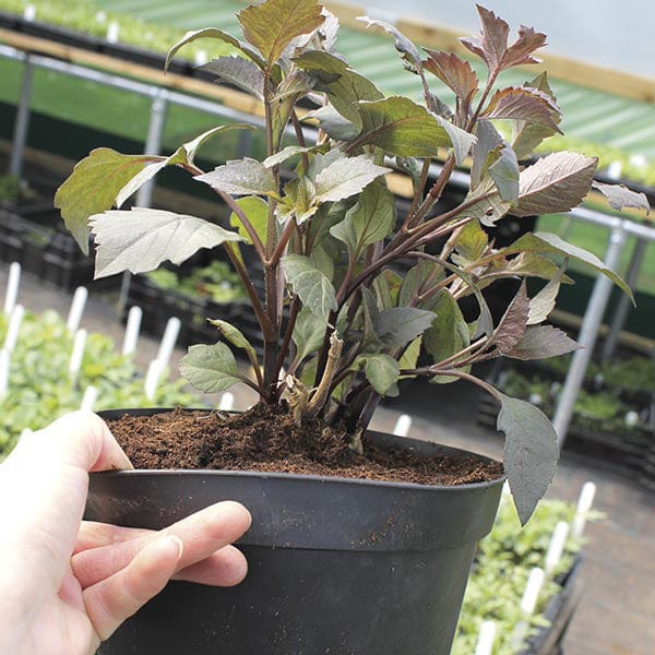 dt-brown FLOWER PLANTS Dahlia Bishop Of Canterbury Potted Plant