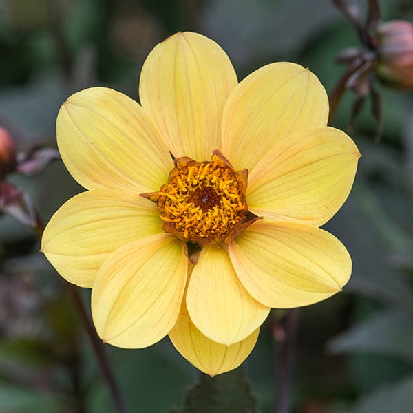 dt-brown FLOWER BULBS Dahlia Bishop Of York Flower Tubers