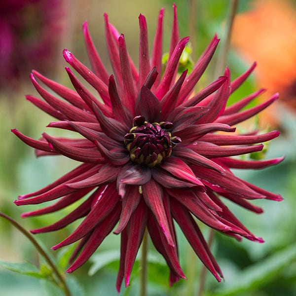 dt-brown FLOWER PLANTS Dahlia Nuit d'Ete 3lt Potted Plant