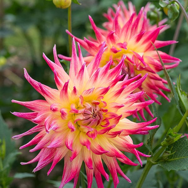 dt-brown FLOWER BULBS Dahlia Electric Flash Flower Tubers