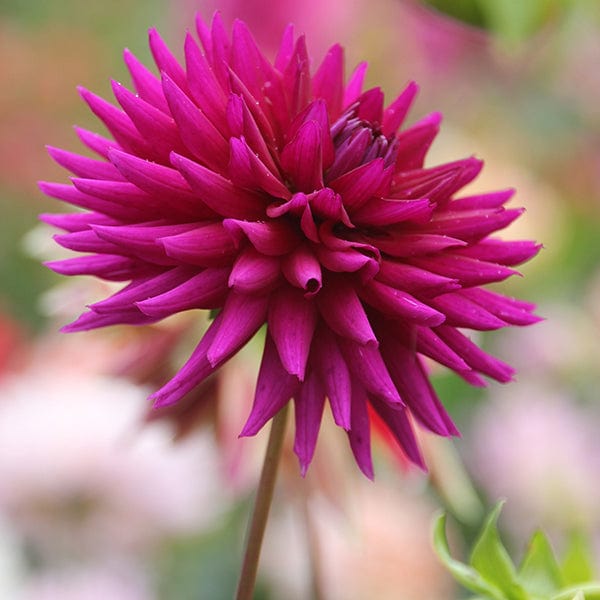 dt-brown FLOWER BULBS Dahlia Ambition Flower Tubers