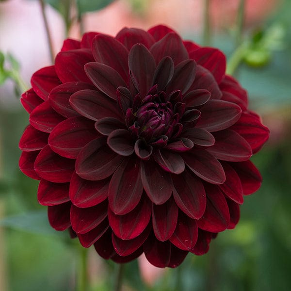 dt-brown FLOWER PLANTS Dahlia Arabian Night Potted Plant