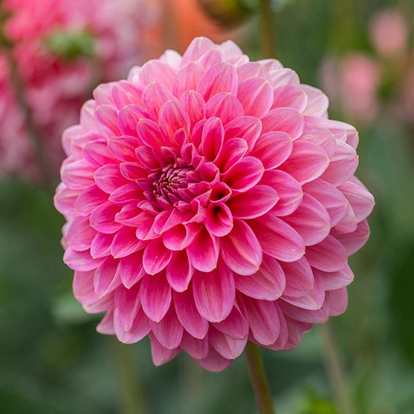 dt-brown FLOWER BULBS Dahlia Pink Runner Flower Tubers