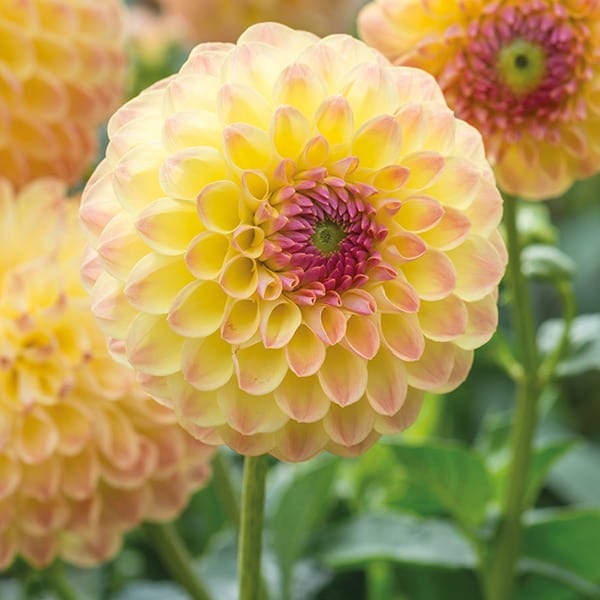 dt-brown FLOWER PLANTS Dahlia Lakeland Autumn Potted Plant