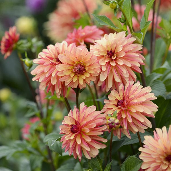 dt-brown FLOWER BULBS Dahlia Crazy Legs Flower Tubers