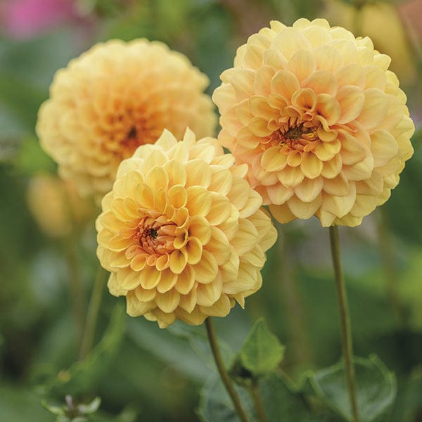 dt-brown FLOWER BULBS Dahlia Graceland Flower Tubers