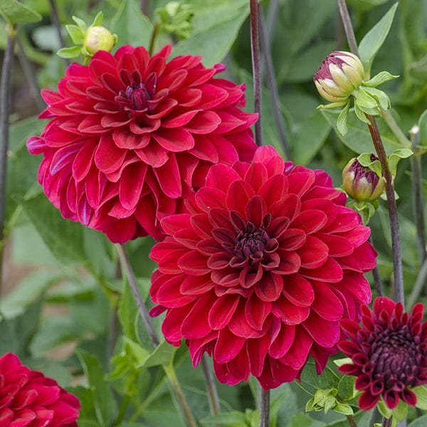 dt-brown FLOWER BULBS Dahlia Strongfire Flower Tubers