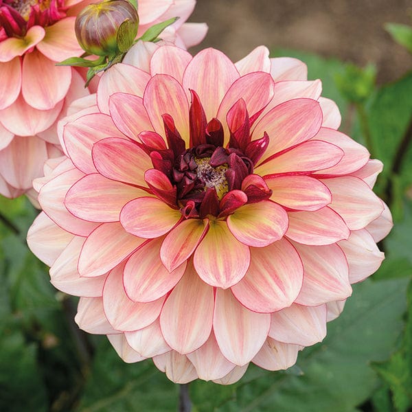 dt-brown FLOWER PLANTS Dahlia Creme de Cognac 3lt Potted Plant