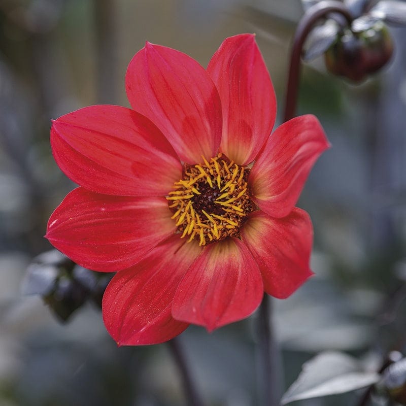 dt-brown FLOWER BULBS Dahlia Happy Single Flame Flower Tubers