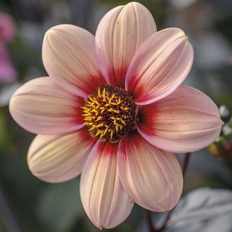 dt-brown FLOWER BULBS Dahlia Happy Single Kiss Flower Tubers